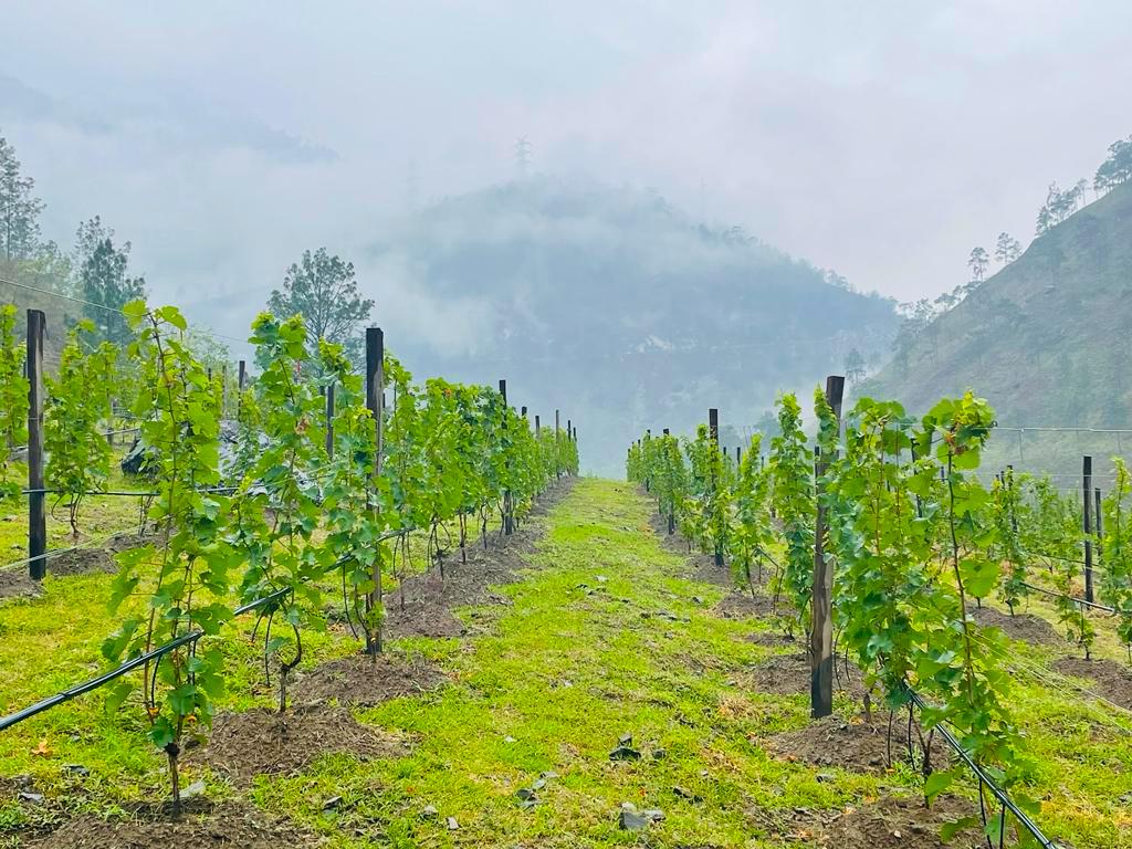Pinsa Vineyard, Bhutan